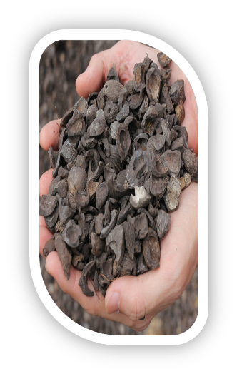 Palm Kernel Shell